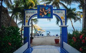 Blue Tang Inn - Beachfront Suites And Pool